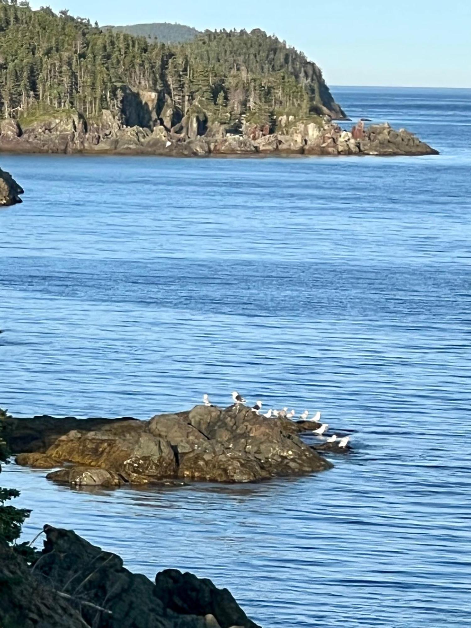 The View Suites And Breakfast In Triton, Newfoundland Pilley's Island エクステリア 写真